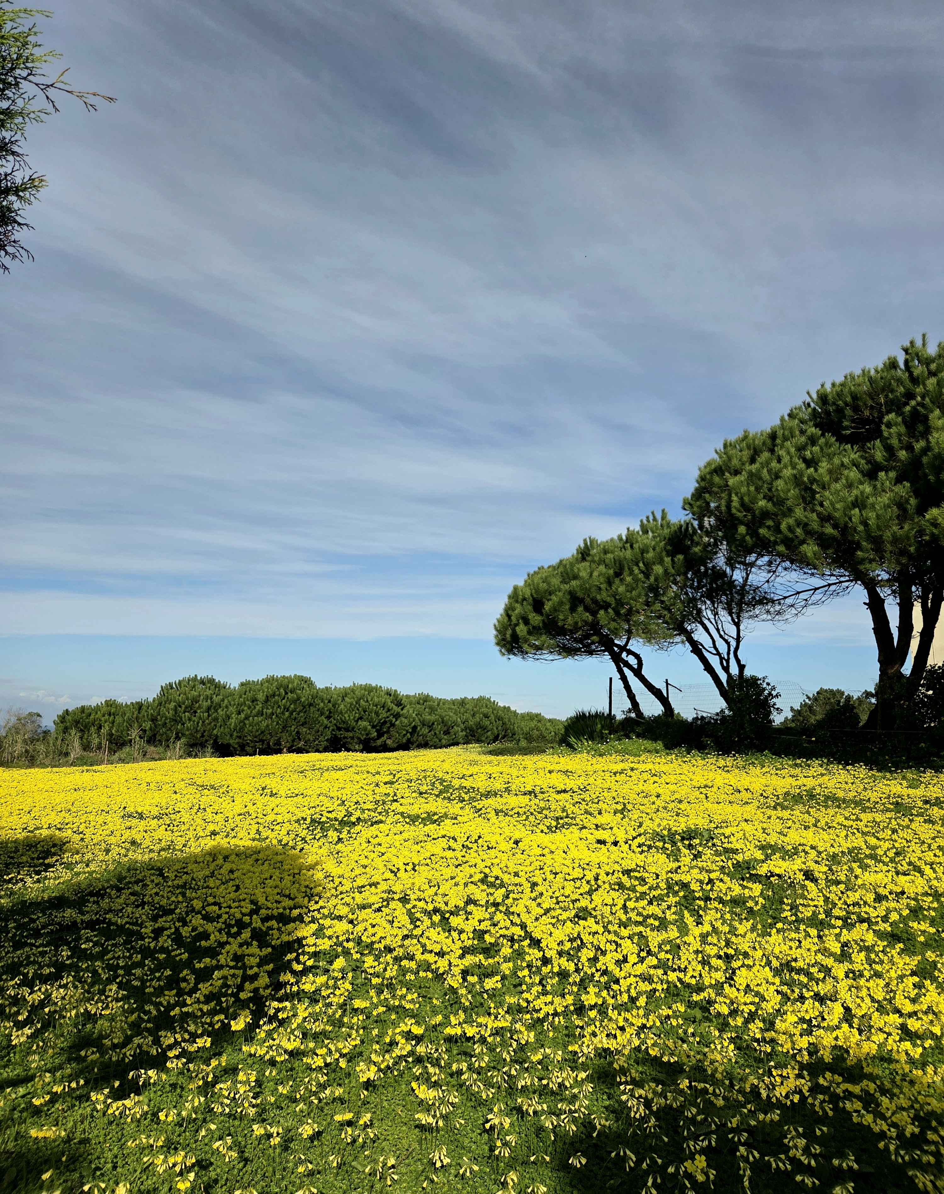 Serene environment 5